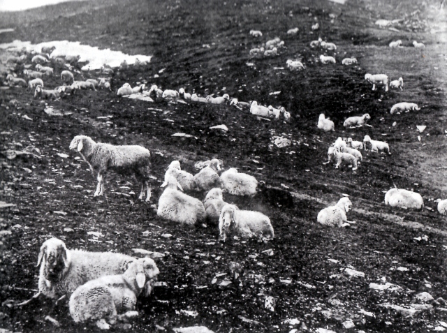 pascoli_storici (640x477)