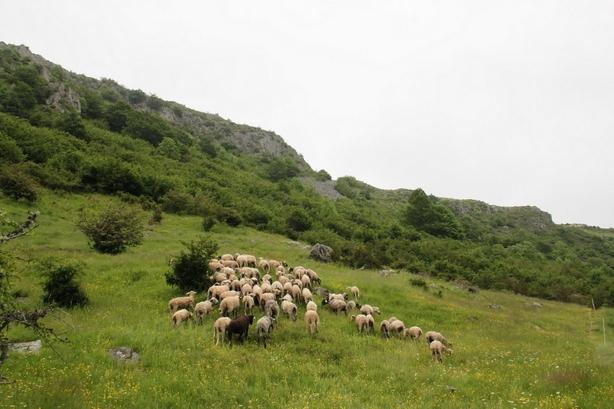 Paturage-Jaquette_lightbox