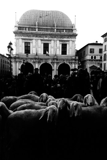 pecore_brescia-10