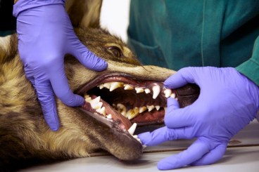 storie-di-uomini-e-lupi-1