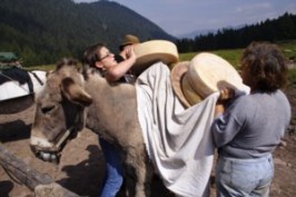 valgabbia_asino_small