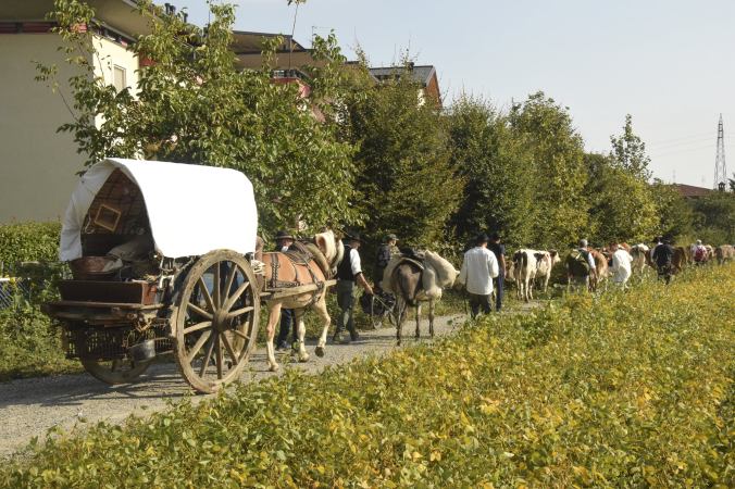 Conclusa la Transumanza a&nbsp;Gorgonzola