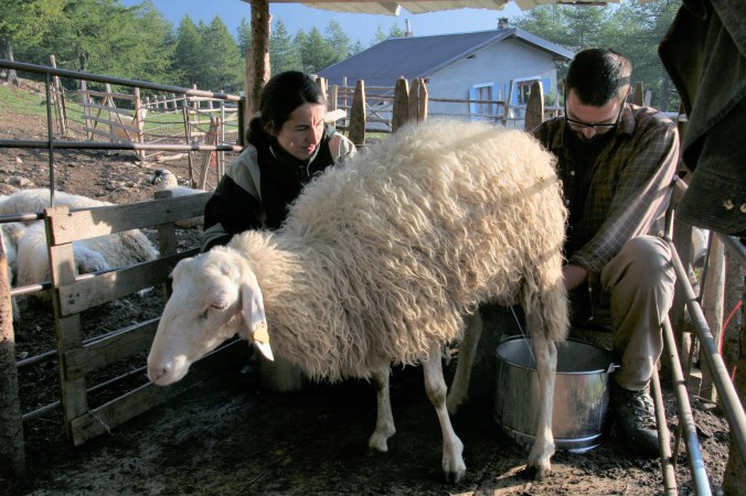 Il ritorno della pecora da&nbsp;latte